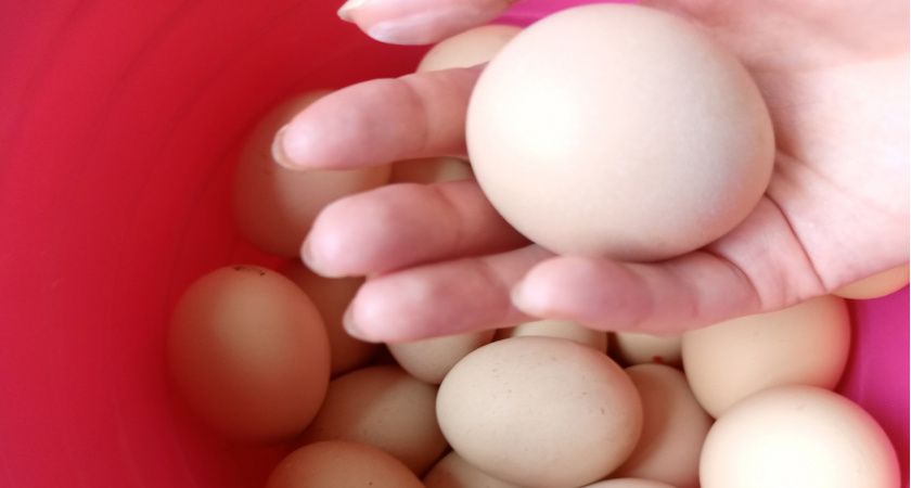 Куриные яйца не покупаю уже год: от этих продуктов советуют отказаться ученые. А мы их едим каждый день и детям даем