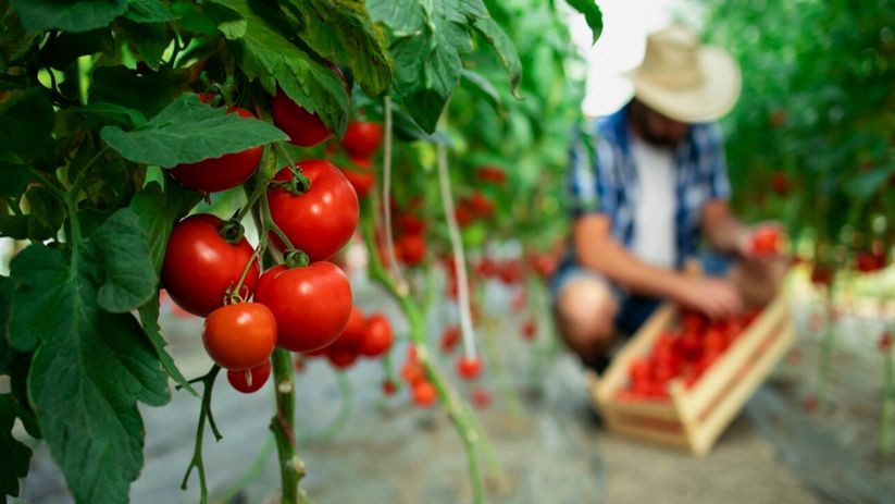 Вкуснятина для томатов: подкормите во время цветения и кусты будут ломиться от крупных помидоров
