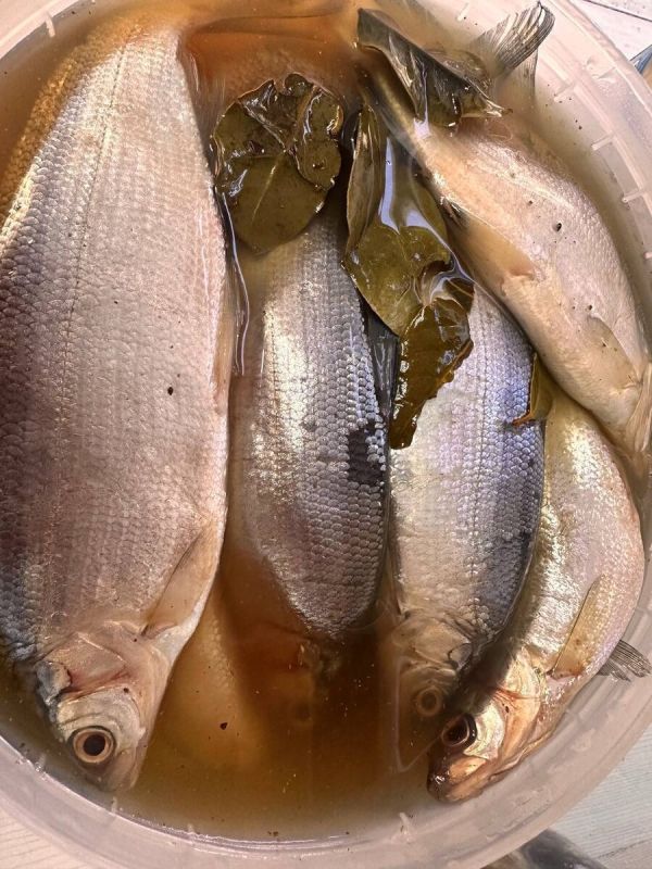 Пелядь пряного посола: новые вкусовые горизонты!