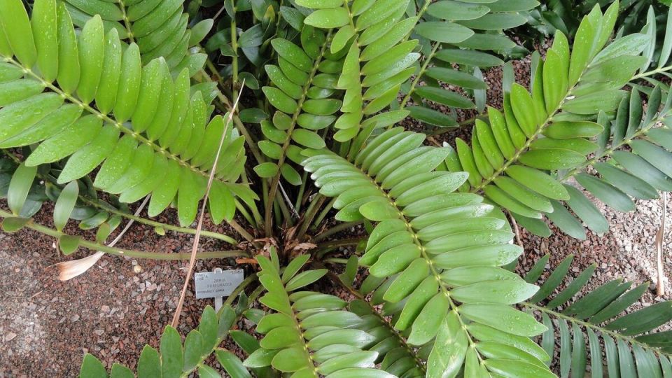 Как поливать замиокулькас: эффективные советы для заботливых хозяев