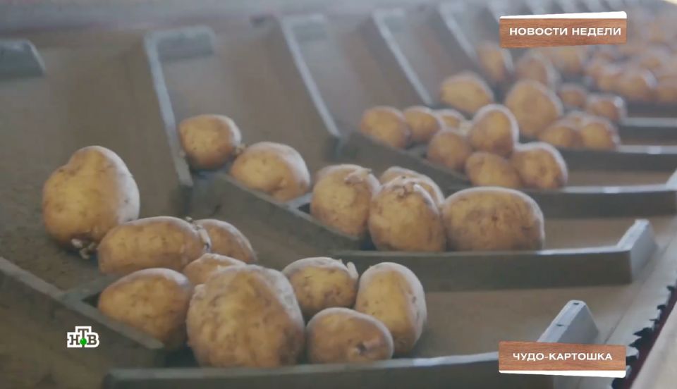 Инновационная технология от ученых Санкт-Петербурга: как вырастить картошку в два раза больше