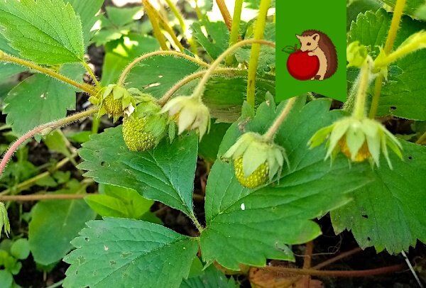 Как добиться сладких и крупных ягод клубники: советы по подкормке в июне