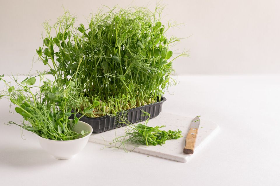 Салат «Зеленая гармония» с ростками и огурцами