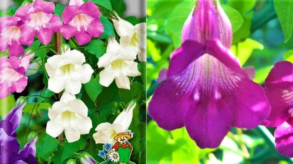 Азарина: Лиана, способная украсить ваш сад до первых морозов