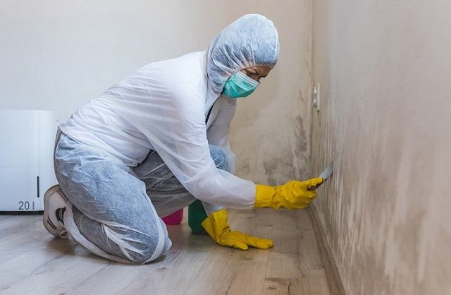 Почему плесень в вашем доме может стать серьезной угрозой и как с ней бороться