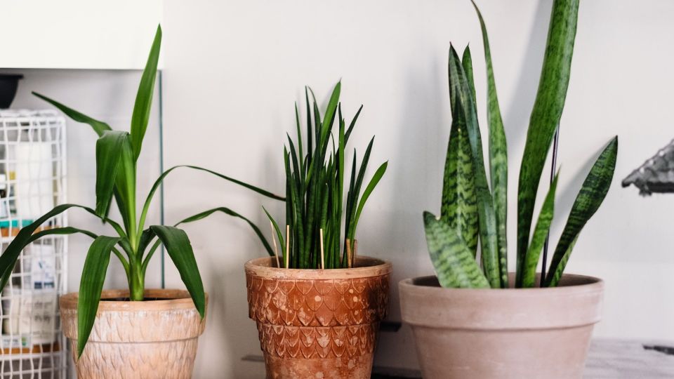Не допускайте этих ошибок при уходе за сансевиерией: потеряете «щучий хвост» навсегда