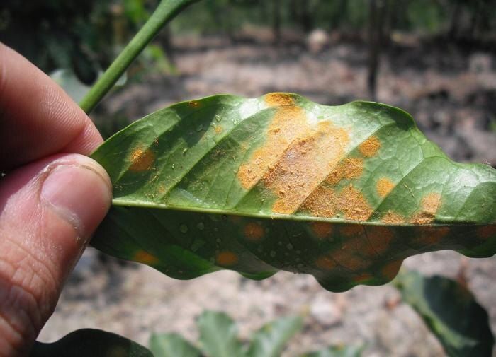 Как вернуть гроздь жизни вашей груши: спасаем желтые листья