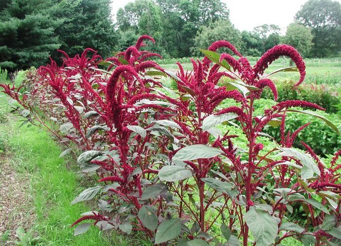 Солнечные оазисы: лучшие растения для яркой клумбы