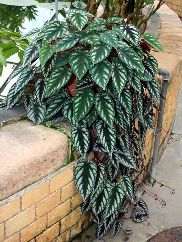  &quot;Discolor&quot;:    