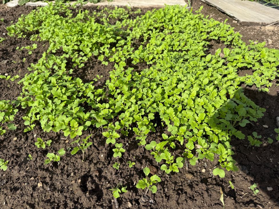 Как осенние сидераты помогут вам подготовить почву к следующему сезону