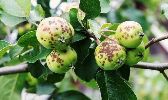 Парша: угроза для яблоневых и грушевых садов