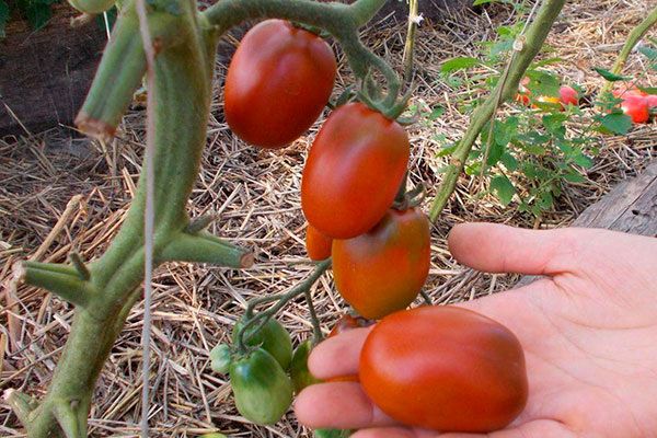 Томаты Де Барао чёрный: секреты вкуса и рентабельного урожая