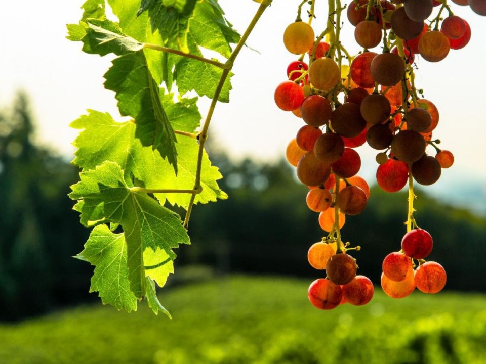 Сладкая радость для детей: топ-сорта винограда для дачного удовольствия