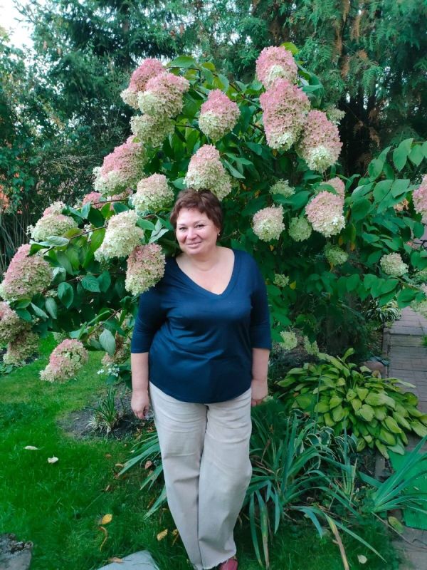 Как достичь впечатляющей высоты метельчатой гортензии