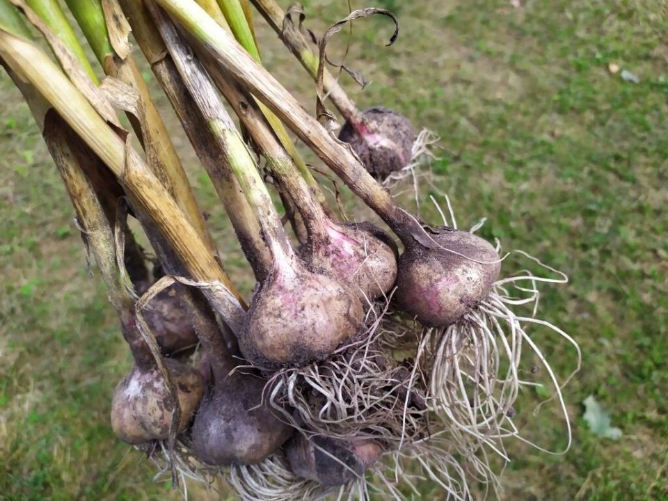 Сравнение сортов чеснока: Добрыня против Любаши в 2025 году