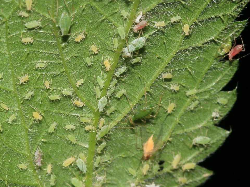 Как спасти рассаду от опасного вредителя: советы опытных садоводов