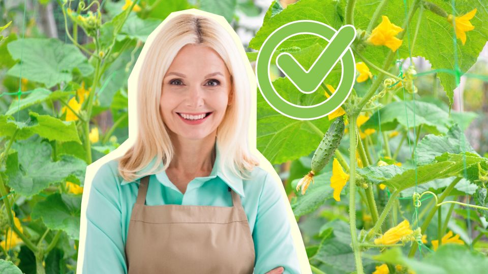 Урожай огурцов соберете раньше, чем соседи: весь секрет в одном действии