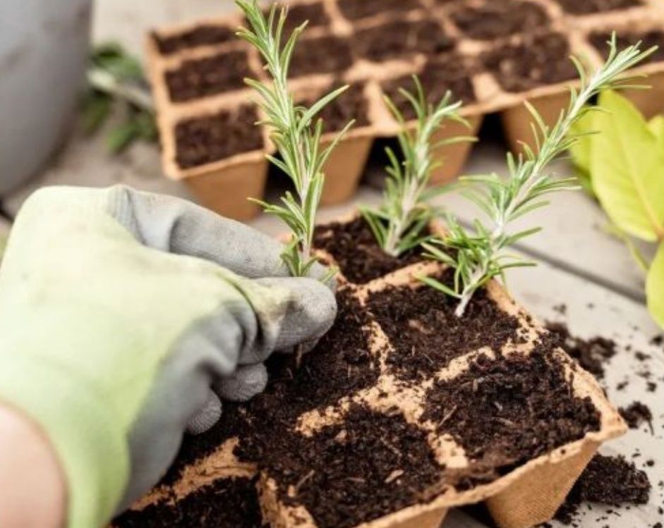 Как правильно черенковать растения в августе: секреты успешного укоренения