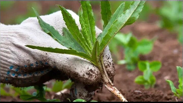 Как известковая мука помогает победить сорняки и повысить урожай в два раза