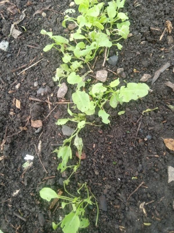 Выращивание листового салата: секреты успеха в меняющейся погоде