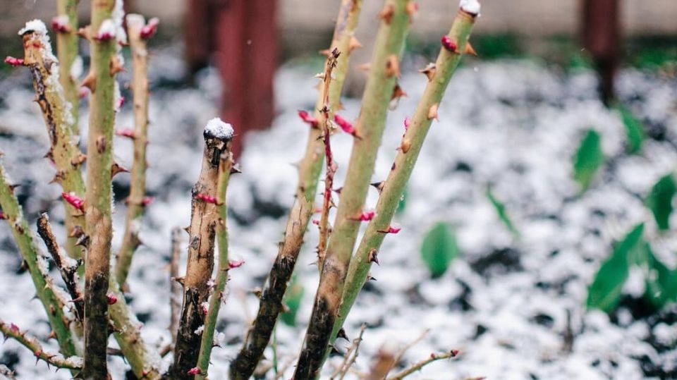 Секреты успешного восстановления черных роз: как магниевый раствор творит чудеса