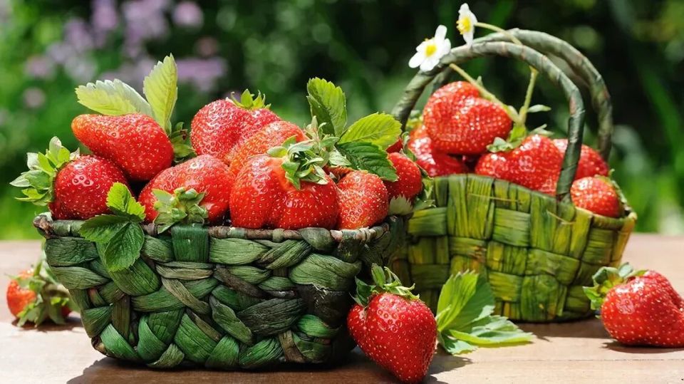 Тайны крупной клубники: как натуральные методы увеличивают урожай до 800 граммов с куста