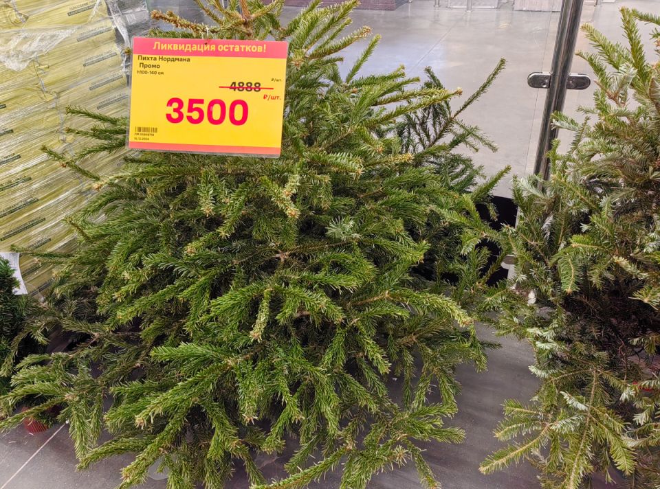 Как правильно утилизировать новогоднюю ёлку и избежать штрафов?