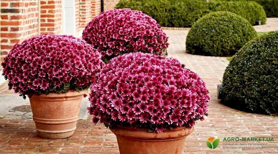 Секреты успешного выращивания хризантемы мультифлора