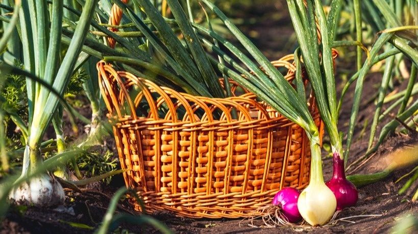 Как правильно подкормить лук в конце июня для максимального урожая