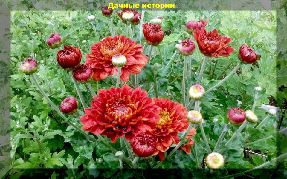 Секреты пышного цветения хризантем