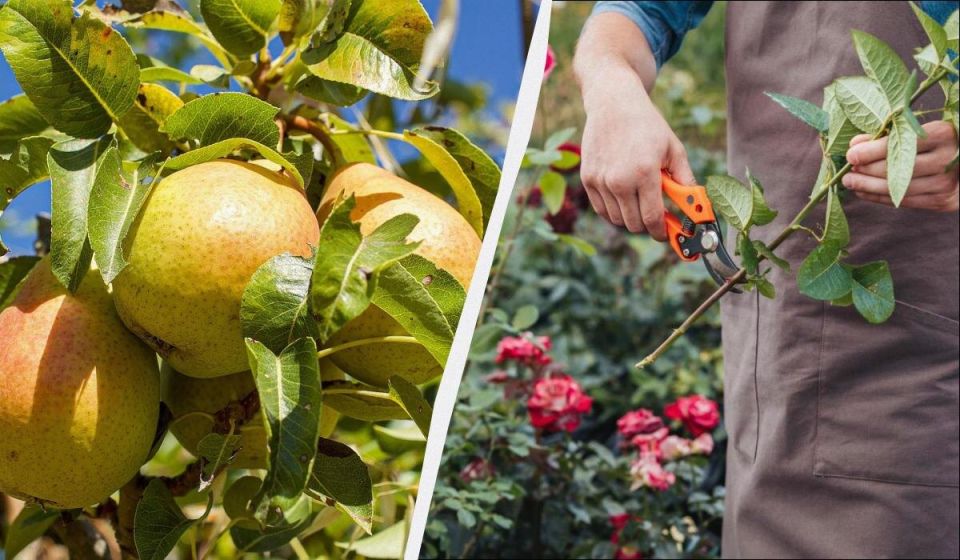 Осенняя обрезка: как правильно подготовить сад к зиме для весеннего цветения