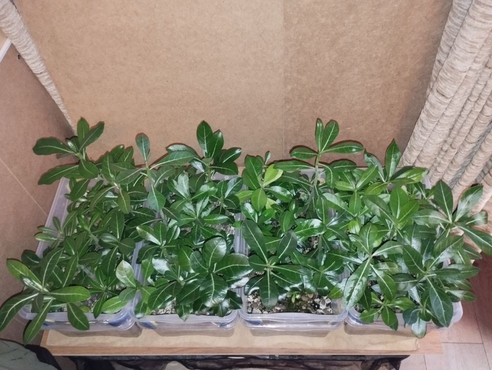 Как искусство бонсай вдохновляет на уникальное формирование корней адениума