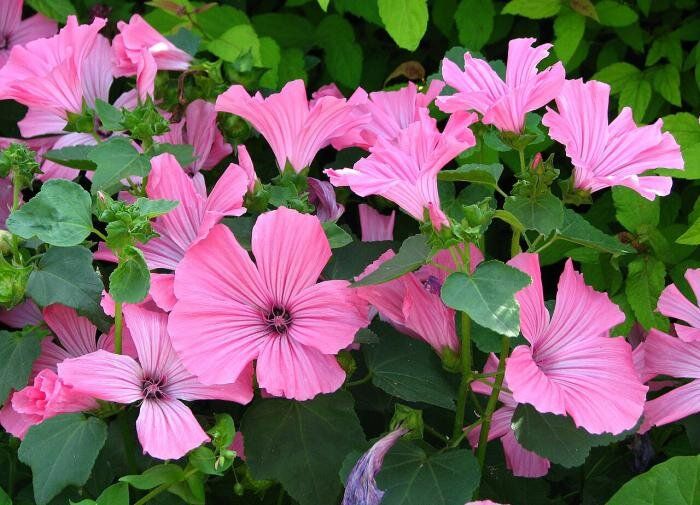 Лаватера: красота и неприхотливость, которые завоюют ваш сад