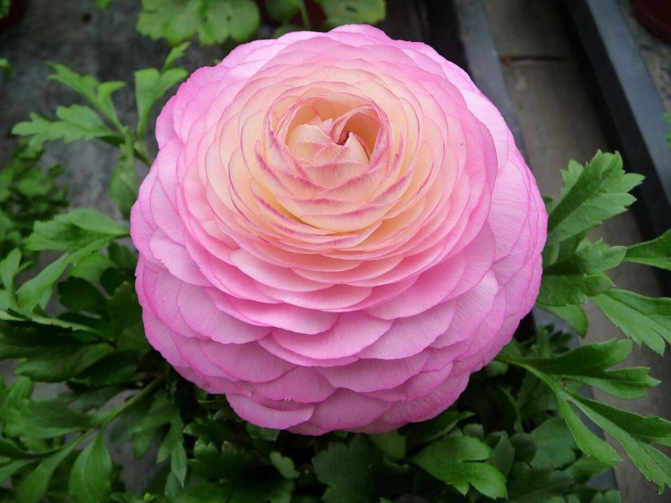 Лютики: цветочные красавцы 2025 года, которые завоюют ваши сады