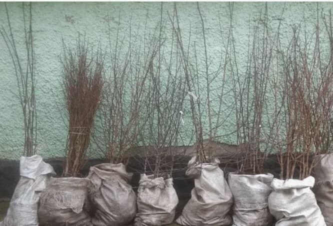 Сохранение саженцев деревьев до весны