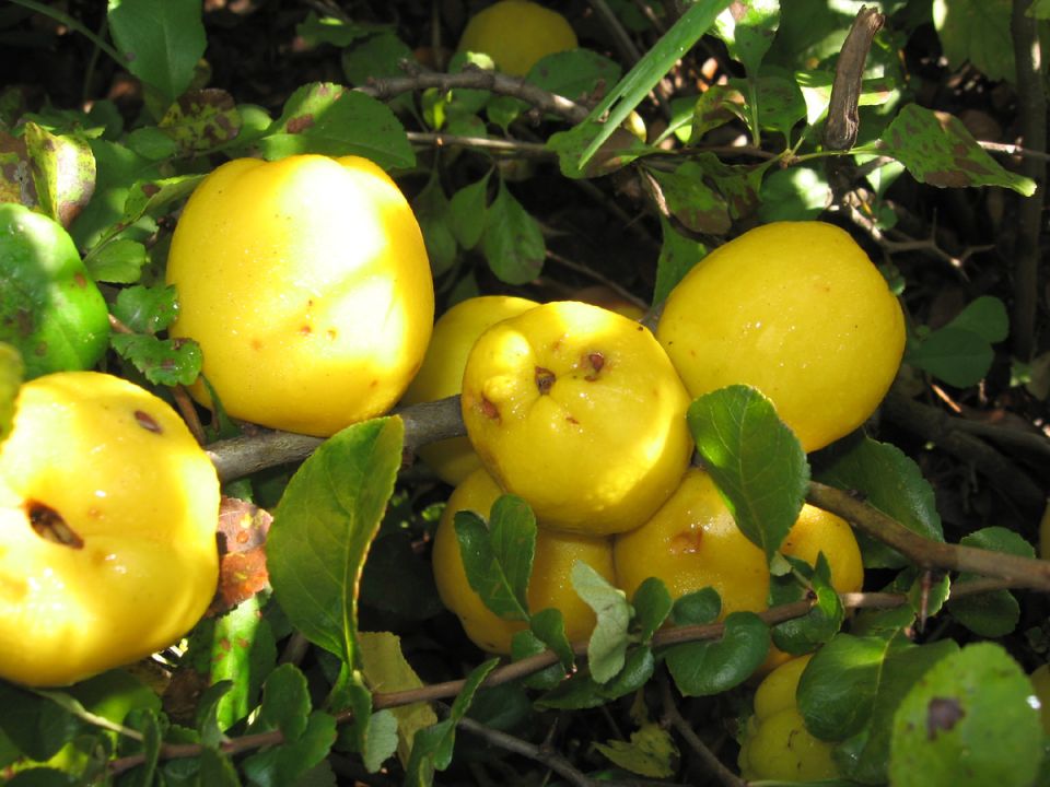 Секреты успешной обрезки айвы: как получить богатый урожай и крепкое дерево