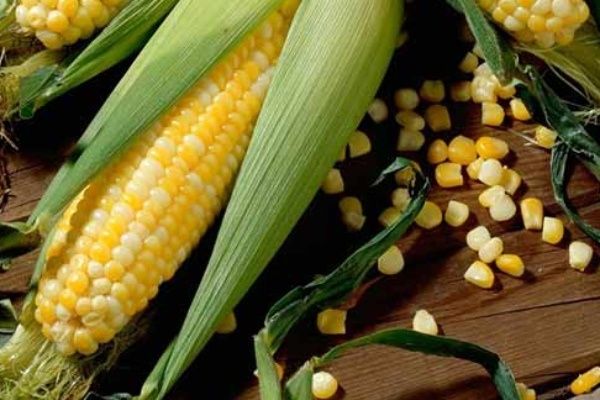 Кукуруза Сливочный нектар: нежный вкус и простота ухода для агрономов