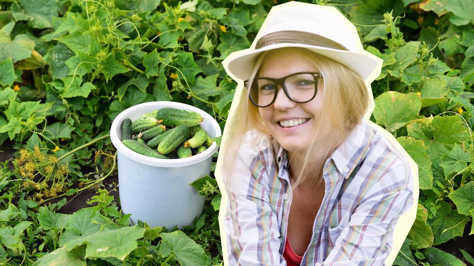 За этим сортом огурцов и ухаживать почти не нужно: урожай все равно гарантирован