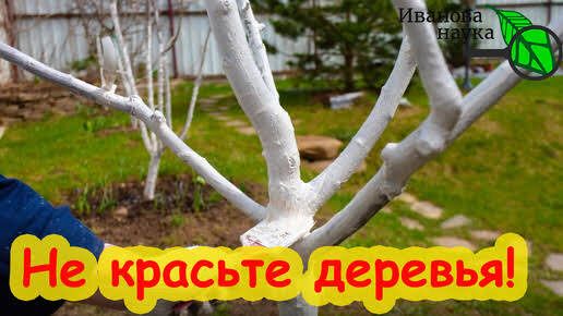 Три уникальных рецепта несмываемой побелки для защиты садовых деревьев