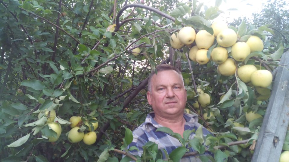 Яблоня на груше: мифы и реальность гибридных плодов