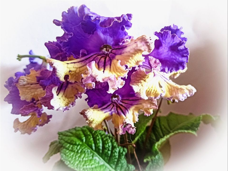 Стрептокарпусы: как превратить подоконник в цветущий оазис