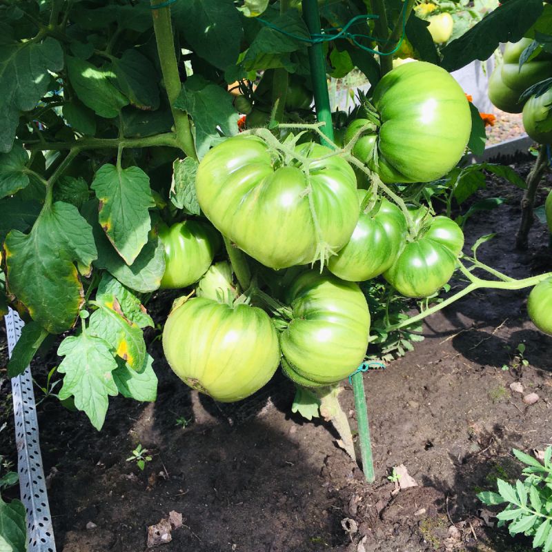 Как сохранить томаты в условиях сибирских осадков: советы и рекомендации