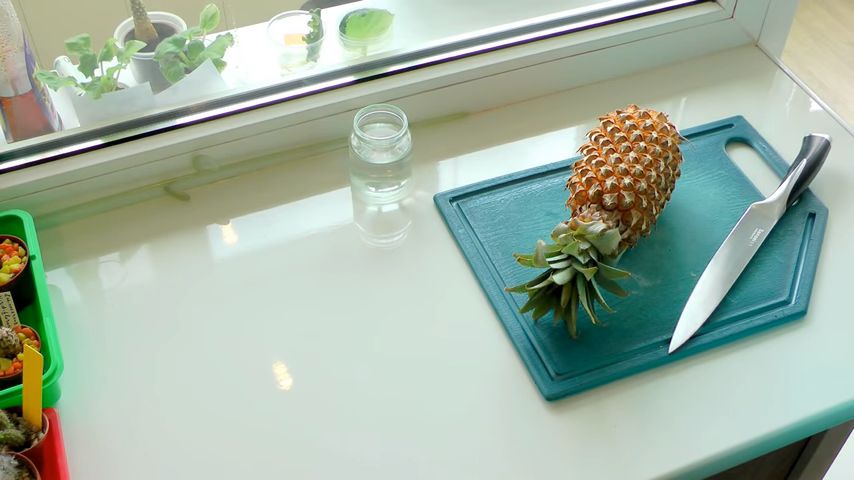 Выращивание ананаса в домашних условиях: вкусный проект для заботливых садоводов