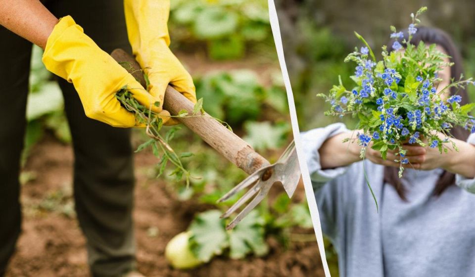 Проблема сорняков в саду: как с ней справиться?