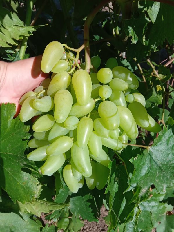 Виноград 'Кураж': жемчужина вашего сада с уникальными особенностями