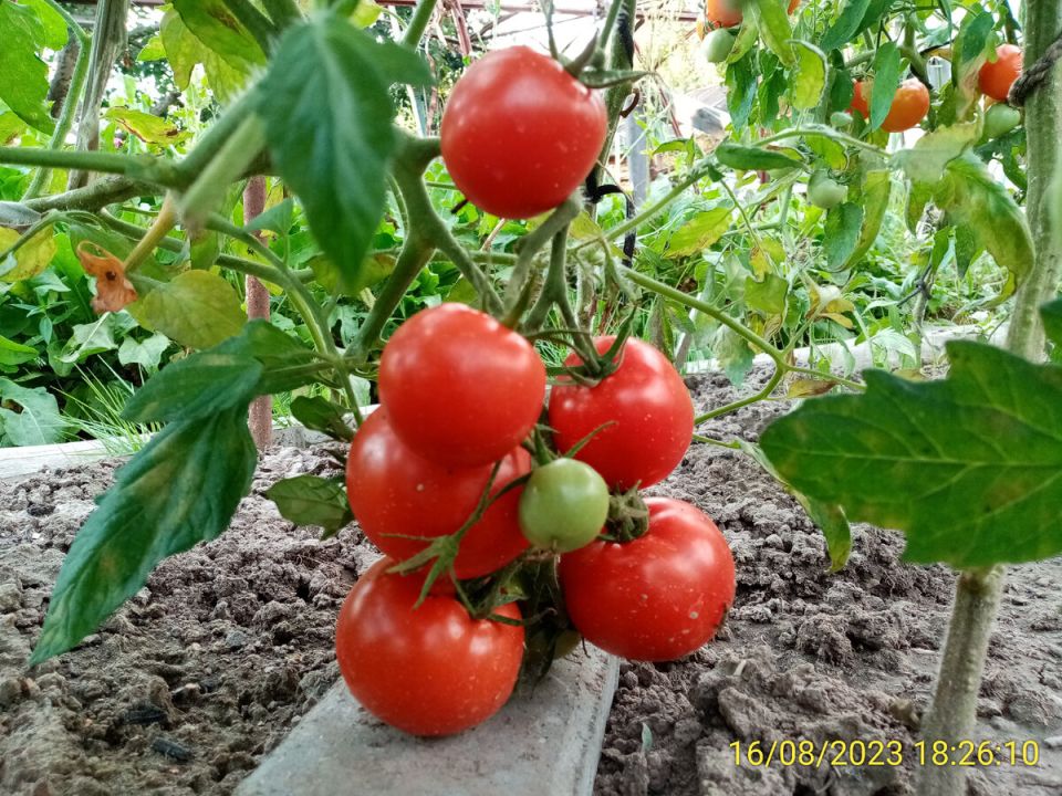 Томаты любят фосфор: как обеспечить отличный урожай