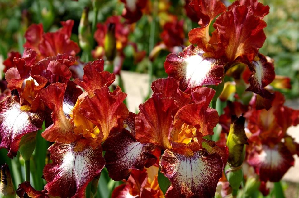Ирисы: цветочная палитра весны для вашего сада
