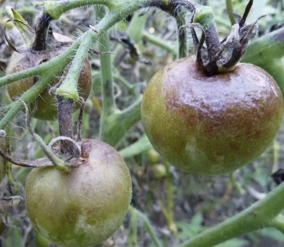 ����������� ������ ������� �� ��������� � ������ ����