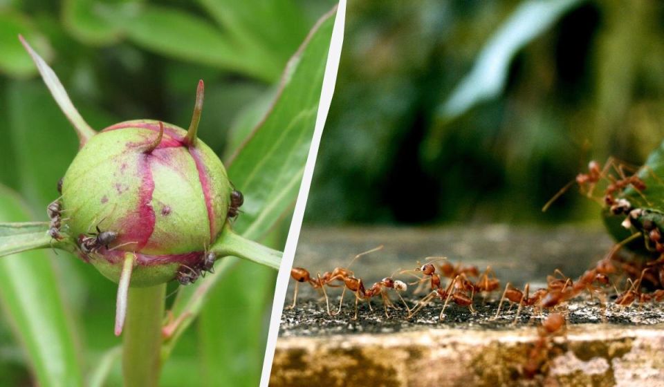 Приглашение для муравьев: растения, которые лучше держать подальше от дома