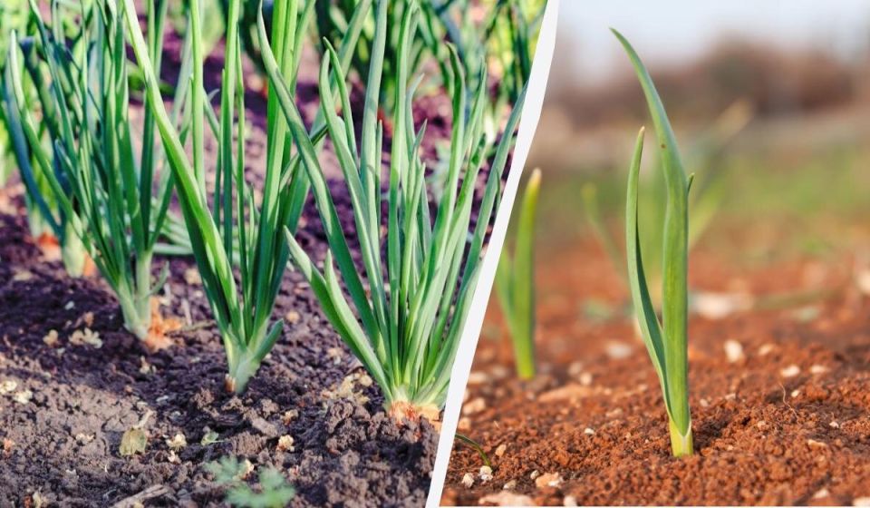 Как выбрать идеальные соседи для чеснока и лука